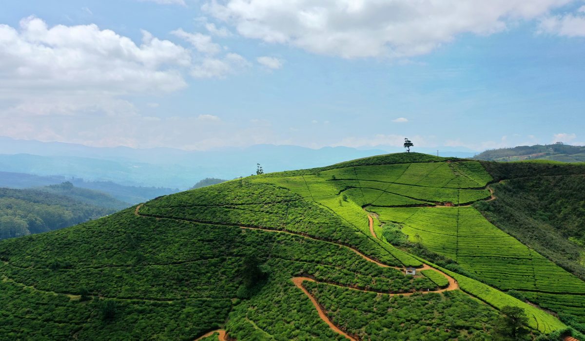 Days 7–8 – Kandy → Nuwara Eliya