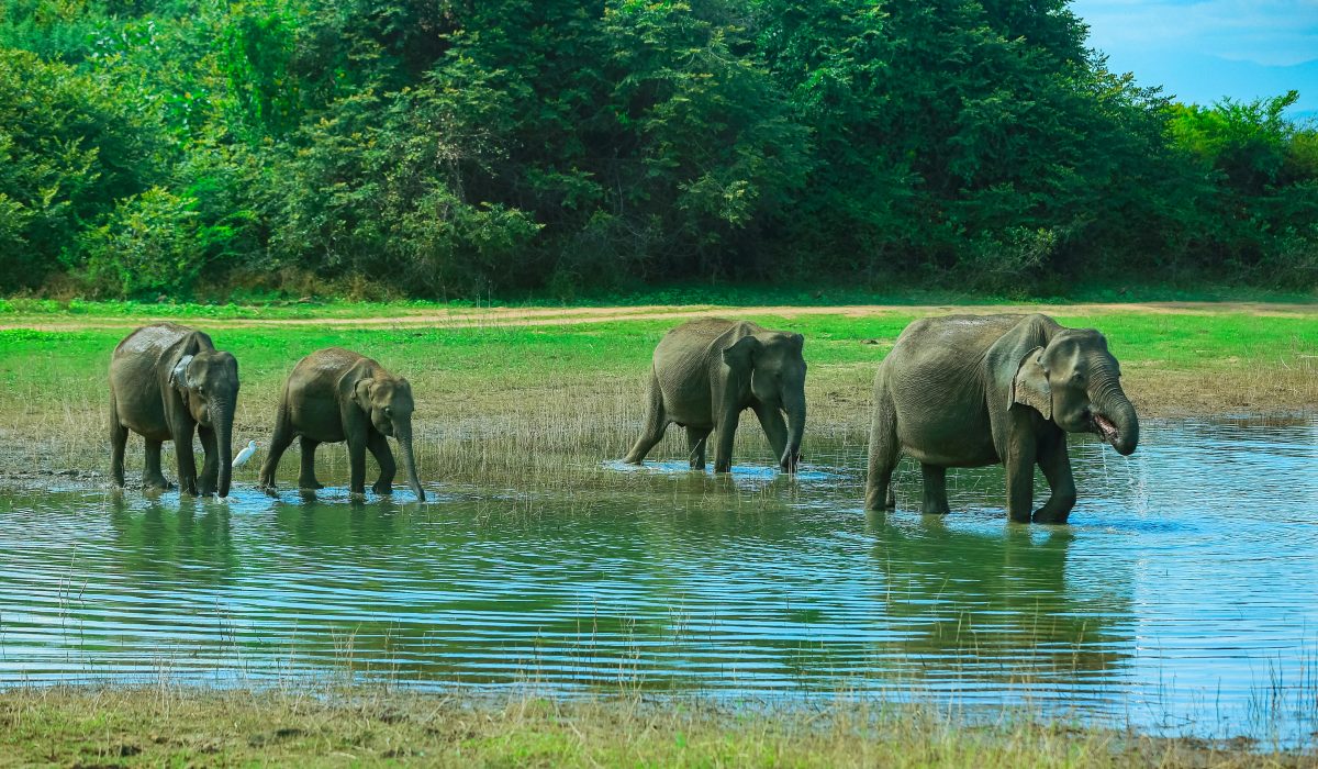 Day 10 – 11 – Ella → Yala