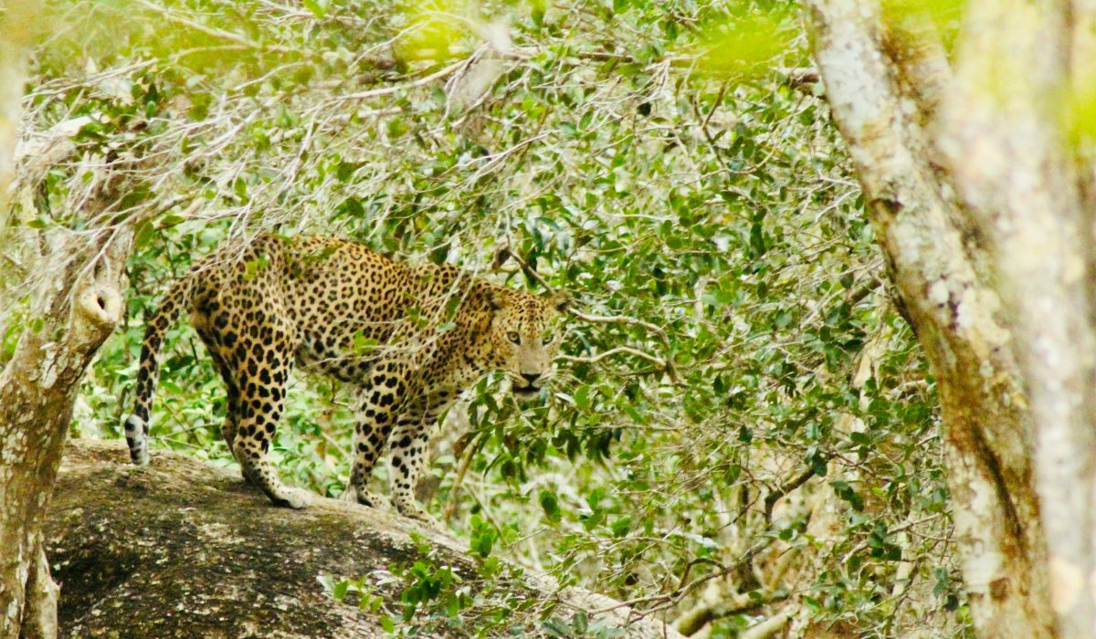 Day 4 – Kalpitiya → Wilpattu → Kalpitiya