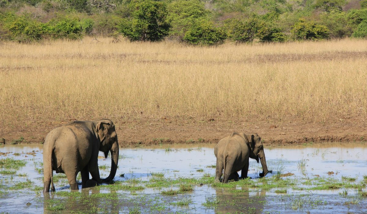 Day 07 – Yala → Mirissa