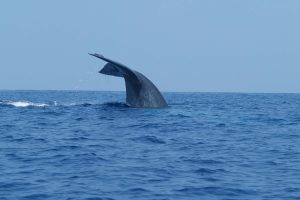 mirissa-whalewatching-SLTO